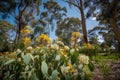 eucalyptus flower garden in full bloom in sunny spot