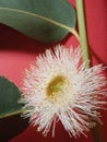 Eucalyptus flower and leaves