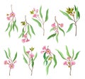 Eucalyptus Flowering Tree Branch with Narrow Leaves and Pink Bud with Fluffy Stamens Vector Set