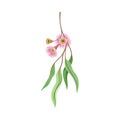 Eucalyptus Flowering Tree Branch with Narrow Waxy Leaves and Pink Bud with Fluffy Stamens Vector Illustration