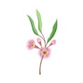 Eucalyptus Flowering Tree Branch with Narrow Waxy Leaves and Pink Bud with Fluffy Stamens Vector Illustration