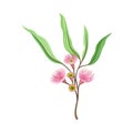 Eucalyptus Flowering Tree Branch with Narrow Waxy Leaves and Pink Bud with Fluffy Stamens Vector Illustration