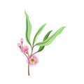 Eucalyptus Flowering Tree Branch with Narrow Waxy Leaves and Pink Bud with Fluffy Stamens Vector Illustration