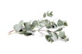 Eucalyptus foliage, branch with green leaves, floral decoration isolated on white