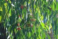 EUCALYPTUS FOLIAGE WITH PINK FLOWERS