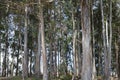 Eucalyptus forest