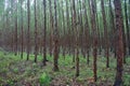 Eucalyptus forest