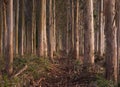 Eucalyptus forest