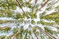 Eucalyptus forest