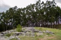 Eucalyptus forest in the archaeological complex of Qenqo. Royalty Free Stock Photo