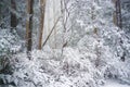 Eucalyptus forest covered in snow in winter, Australia