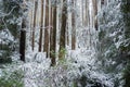 Eucalyptus forest and fers covered in snow, Australia