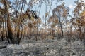 Eucalyptus after forest fire attack Royalty Free Stock Photo