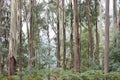 Eucalyptus Forest High Country Victoria 2 Royalty Free Stock Photo