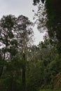 An eucalyptus forest on madeira, very tall green trees, Maderia Island, Portugal Royalty Free Stock Photo