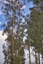 An eucalyptus forest on madeira, very tall green trees, Maderia Island, Portugal Royalty Free Stock Photo