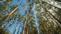 Eucalyptus forest near the city of Munar. India. Video on the move. Royalty Free Stock Photo