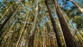 Eucalyptus forest near the city of Munar. India. Video on the move. Royalty Free Stock Photo