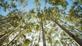 Eucalyptus forest near the city of Munar. India. Video on the move. Royalty Free Stock Photo