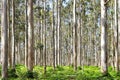 Eucalyptus forest. Royalty Free Stock Photo
