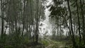 Eucalyptus Forest in Portugal