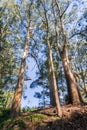 Eucalyptus forest, San Francisco bay area, California