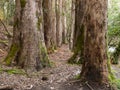 Eucalyptus forest in Souto da Retorta, Galicia, Spain.