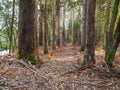 Eucalyptus forest in Souto da Retorta, Galicia, Spain.