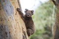 Close-up of Wild Koala in the eucalyptus forests of Kangaroo Island, South Australia Royalty Free Stock Photo