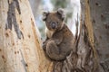 Close-up of Wild Koala in the eucalyptus forests of Kangaroo Island, South Australia Royalty Free Stock Photo