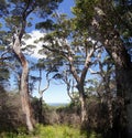 Eucalyptus forests on the Karri Forest Explore Drive on the Tree Top Trail, Australia