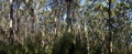 Eucalyptus forests on the Karri Forest Explore Drive on the Tree Top Trail, Australia