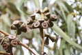 Eucalyptus fruit growing on the branch of the tree Royalty Free Stock Photo