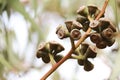 Eucalyptus fruit growing on the branch of the tree Royalty Free Stock Photo