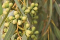 Eucalyptus fruit growing on the branch of the tree Royalty Free Stock Photo