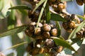 Eucalyptus fruits with green leaves Royalty Free Stock Photo