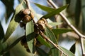 Eucalyptus fruits with green leaves Royalty Free Stock Photo