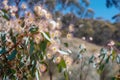 eucalyptus in full bloom, with delicate flowers floating on the wind