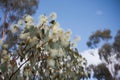 eucalyptus in full bloom, with delicate flowers floating on the wind
