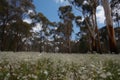 eucalyptus in full bloom, with delicate flowers floating on the wind