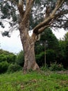 Eucalyptus globulus, commonly known asÂ southern blue gum, on dartmoor Devon uk