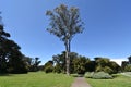 Olivia the Tasmanian blue gum, 1. Royalty Free Stock Photo