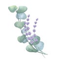 Eucalyptus green branch, lilac sprigs of lavender. Greenery vegetable clipart. Hand drawn watercolor illustration