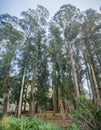 Eucalyptus grove