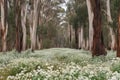 eucalyptus grove, with flowers in full bloom