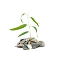 Eucalyptus growing from pebbles Royalty Free Stock Photo