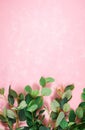 Eucalyptus gum leaves on textured pink background minimalism creative layout. Royalty Free Stock Photo