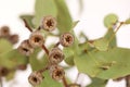 Eucalyptus gum nuts and leaves on basic white background with copy space Royalty Free Stock Photo