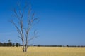 Eucalyptus Gum tree in hay meadow near Parkes, New South Wales, Australia. Royalty Free Stock Photo