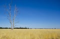 Eucalyptus Gum tree in hay meadow near Parkes, New South Wales, Australia. Royalty Free Stock Photo